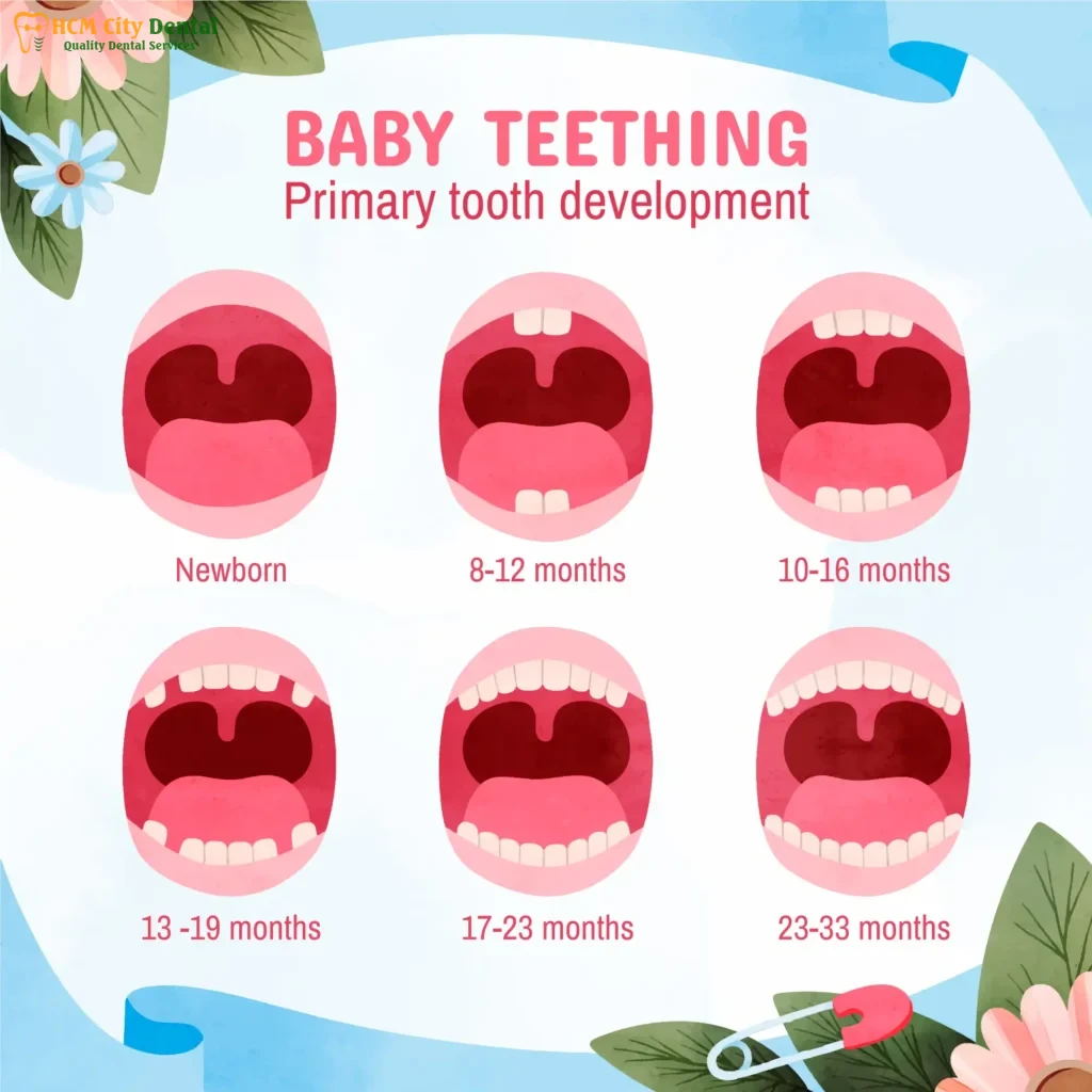 baby-teeth-chart-6-dr-cuong-hcmc-dental-clinic-dr-cuong-hcmc-dental-clinic