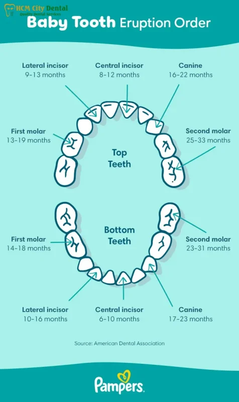 What Age Do Babies Start Teething? [Exact Answers] | Dr. Cuong