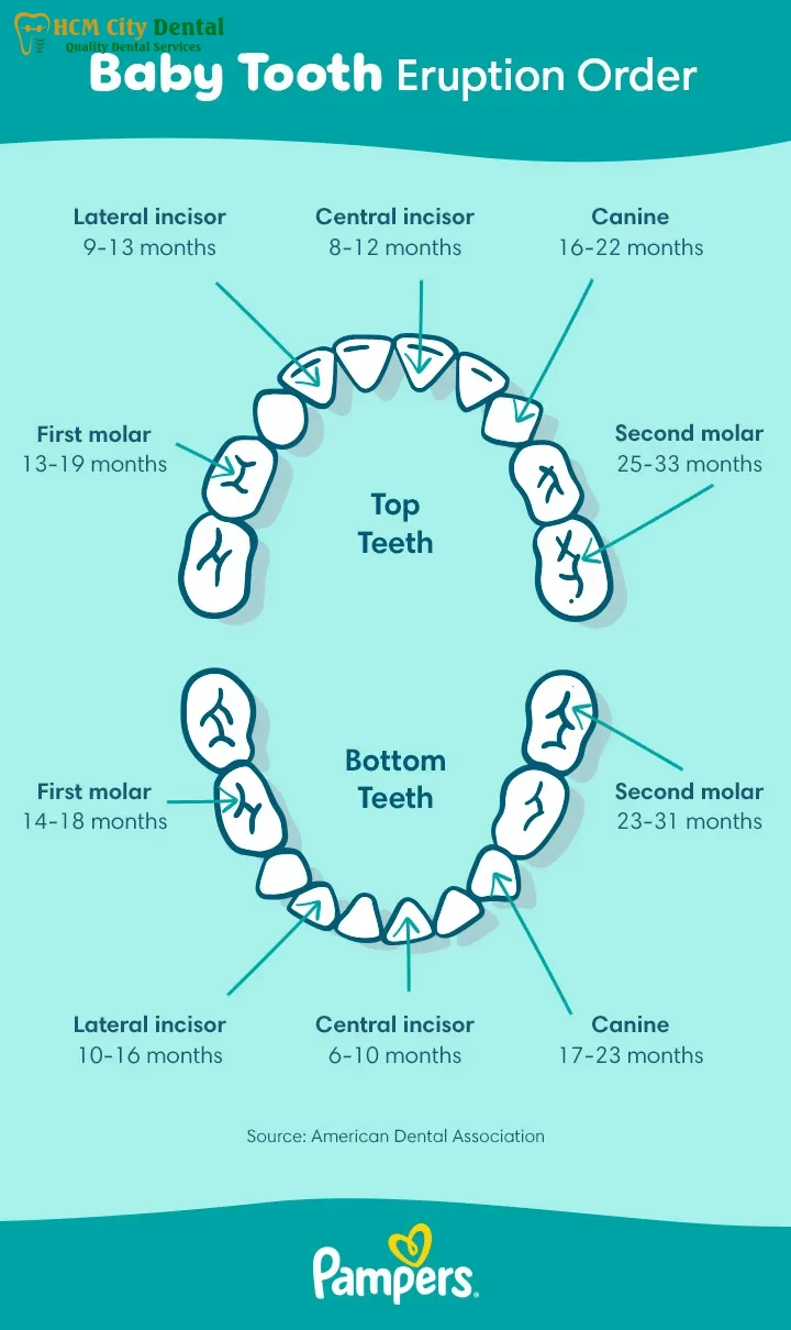What Age Do Babies Start Teething? [Exact Answers] | Dr. Cuong