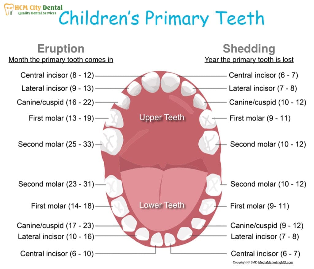 what-age-do-babies-start-teething-2-dr-cuong-hcmc-dental-clinic-dr-cuong-hcmc-dental-clinic
