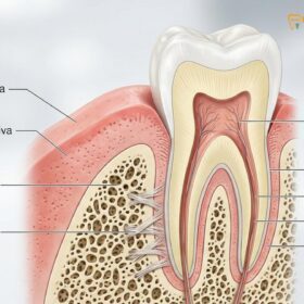 What is a Periodontal Dentist? Clinical Guide | HCMC Dental